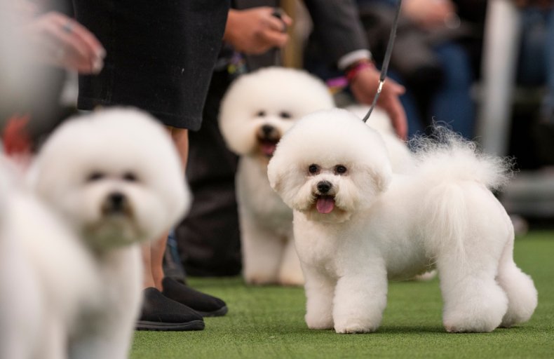 Bichon Frise