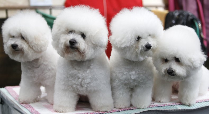 bichon frise dogs U.K.