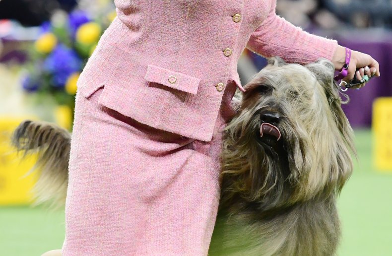 Briard