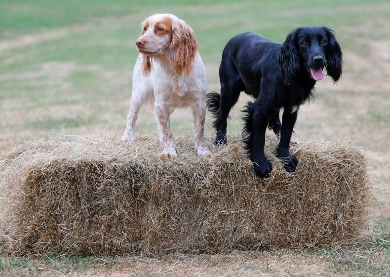 Cocker spaniels