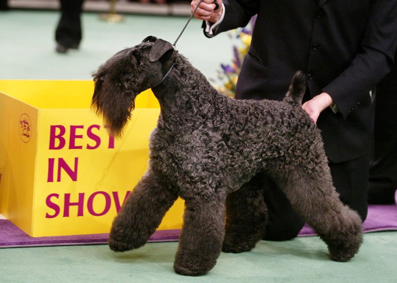 kerry blue terrier NYC 