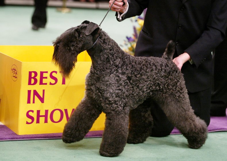 kerry blue terrier NYC