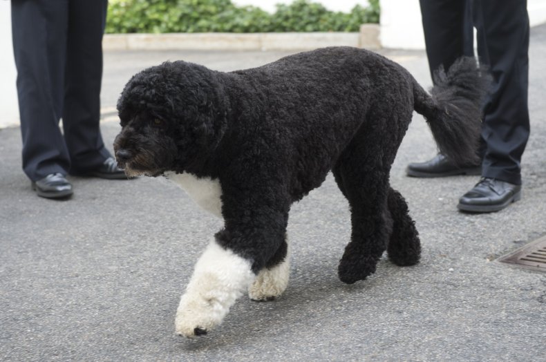 Bo Barack Obama Portuguese water dog