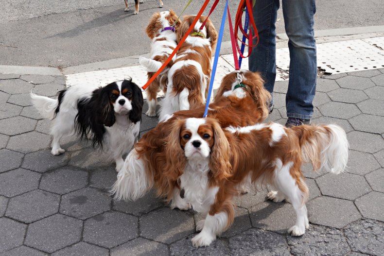 Cavalier King Charles spaniel dogs NYC 