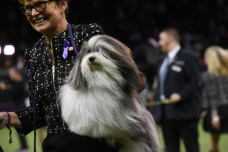 Havanese