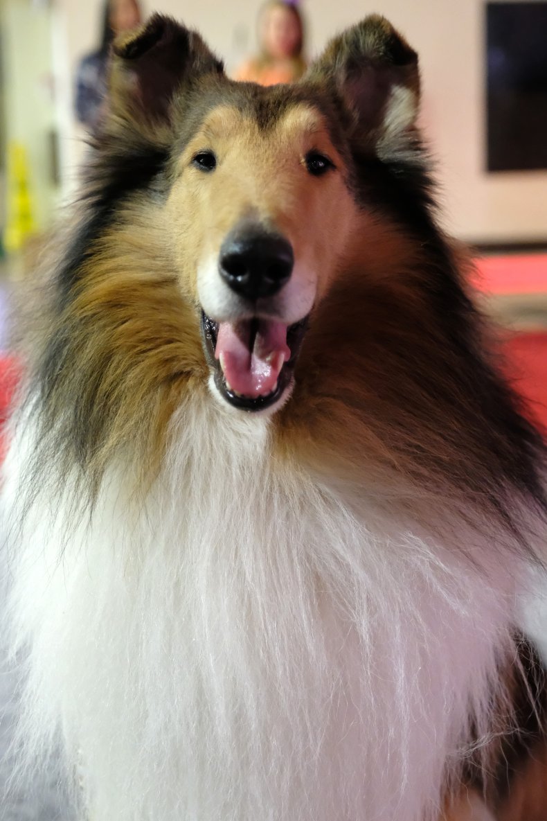 Collie LA dog show