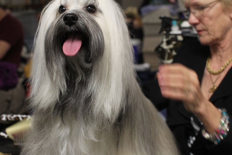 Havanese NYC