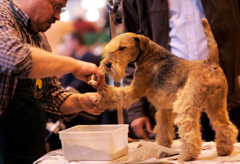 Welsh terrier U.K.
