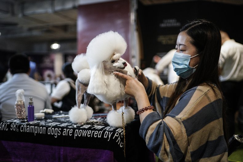 Poodle