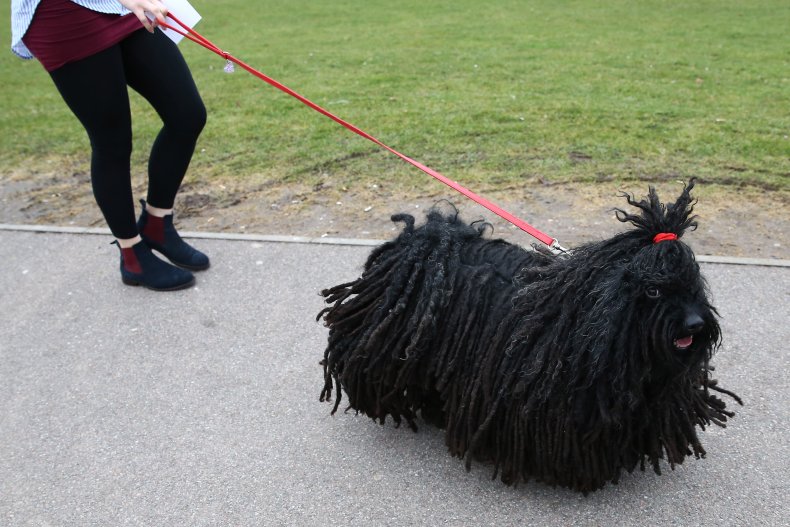 Puli