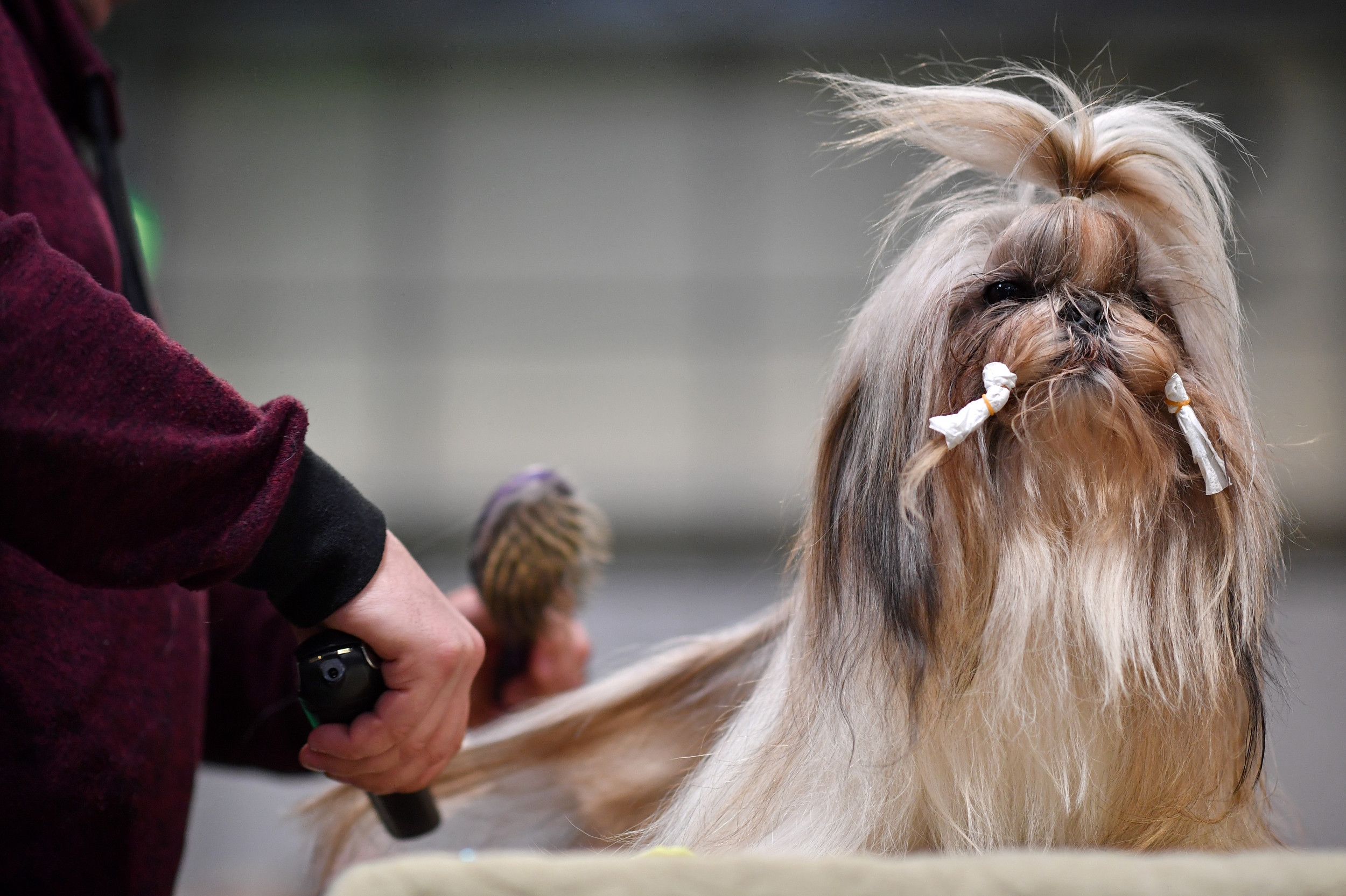 The 25 Hardest Dog Breeds to Groom