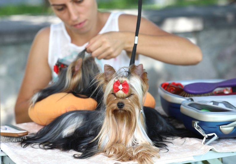 Silky Terrier
