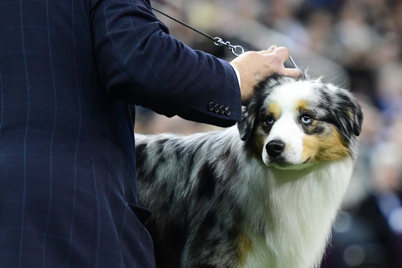 Miniature American Shepherd