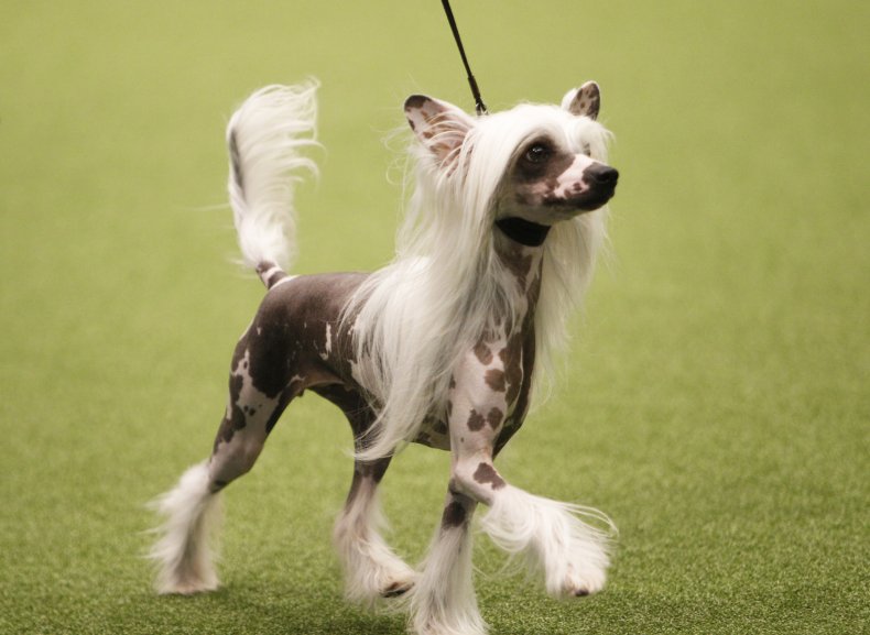 Chinese Crested