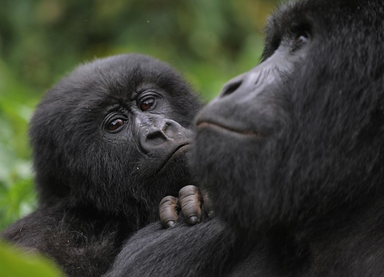 juvenile gorilla