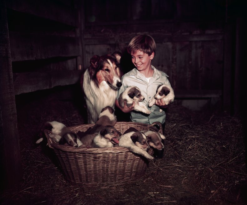 Lassie