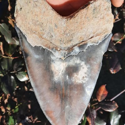 Megalodon tooth Megalodon tooth