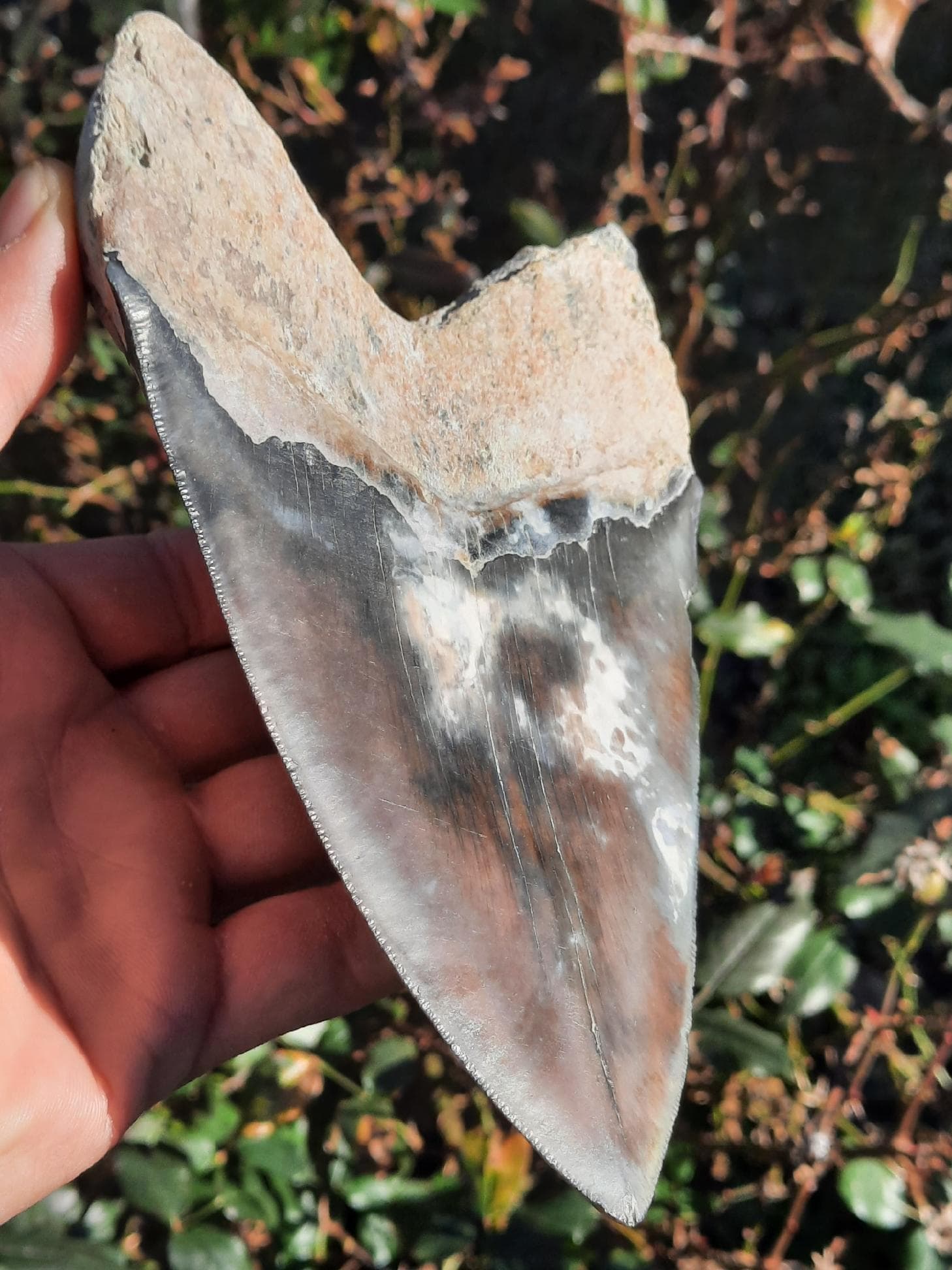 Man Finds Tooth of Megalodon, Biggest Shark to Ever Live, in South Carolina