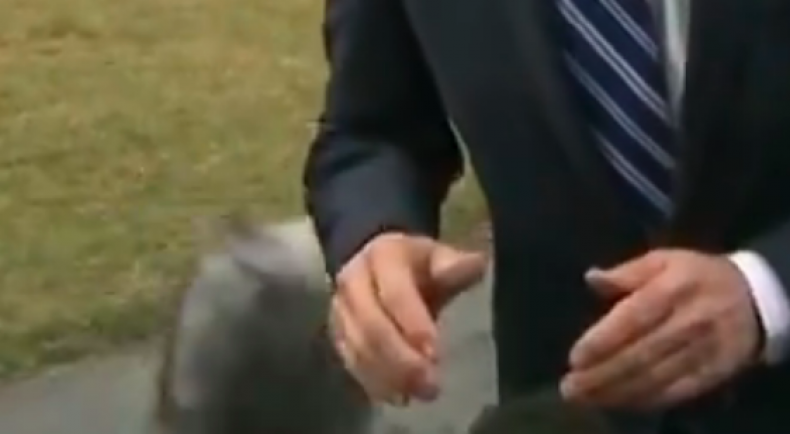 Joe Biden green screen hands