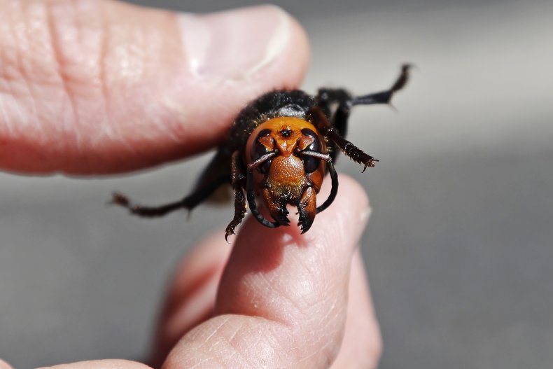 Asian giant hornet