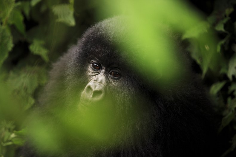 mountain Gorilla