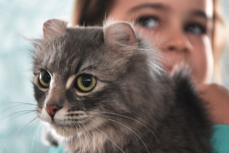 20 Cat Breeds That Keep Small