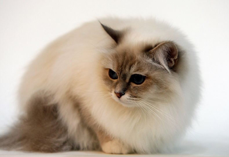 Birmin cat