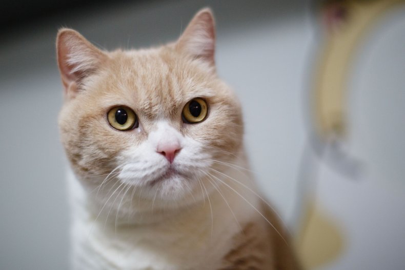 British shorthair