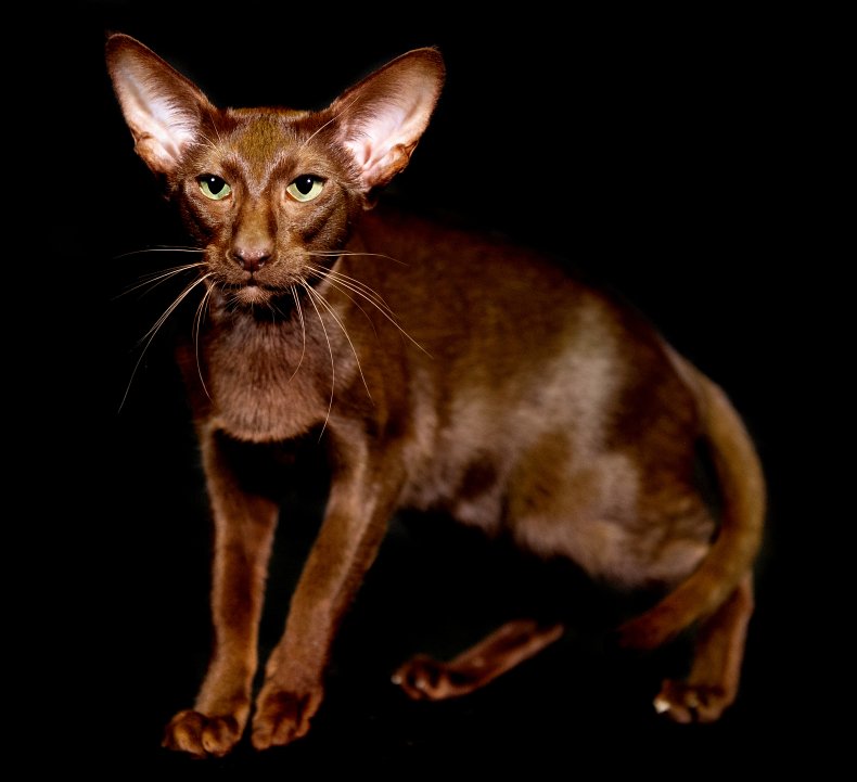 Havana cat