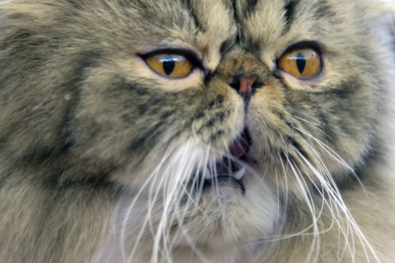 Himalayan Cat
