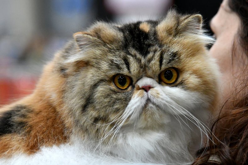Persian cat