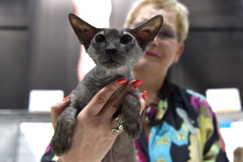 Peterbald cat