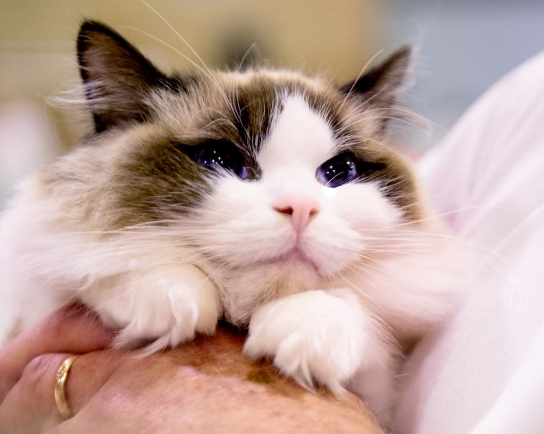 Ragdoll