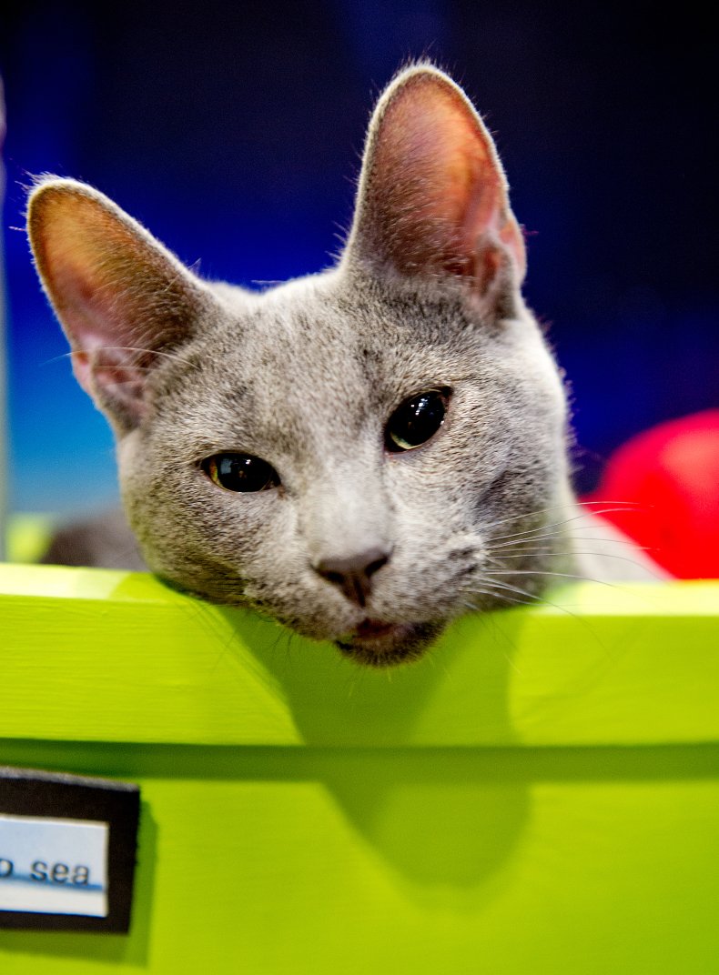 Russian blue cat