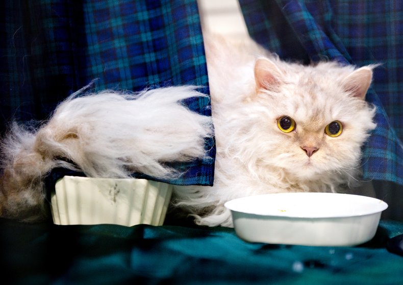 Selkirk Rex