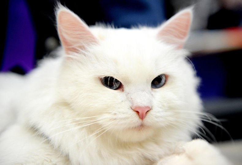 Siberian cat