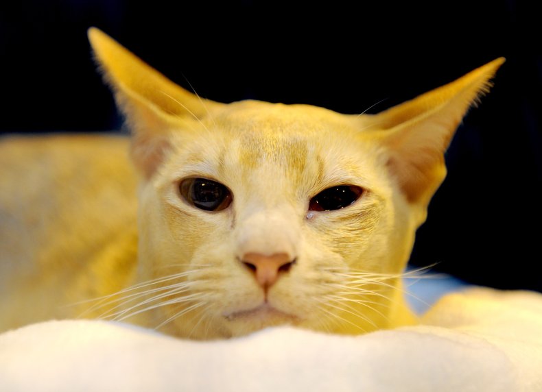 Tonkinese cat