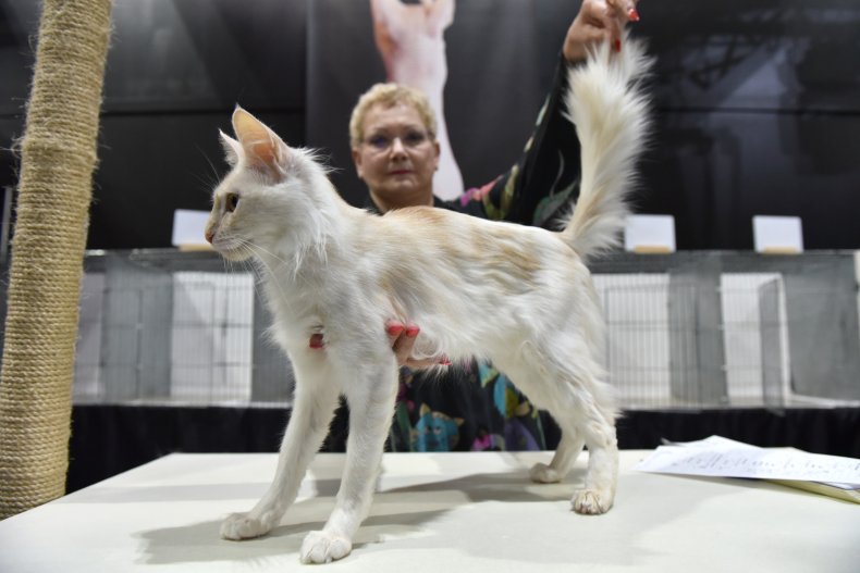 Turkish Angora cat