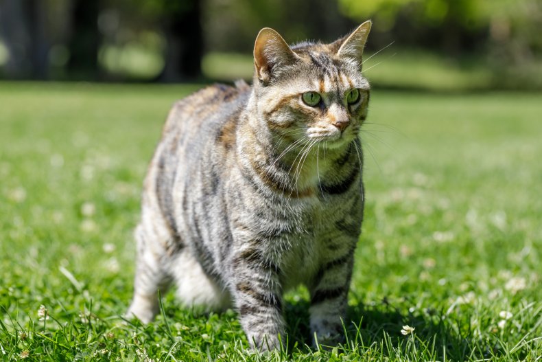 American bobtail cat
