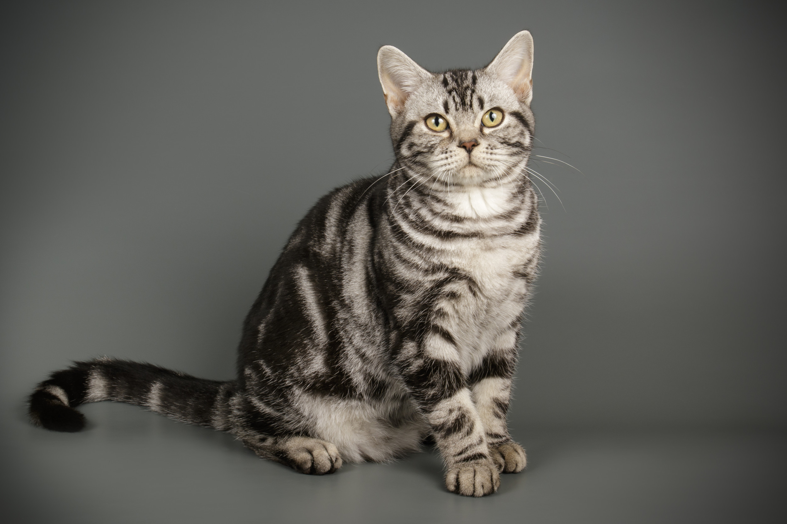 American shorthair cat