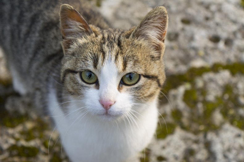 American wirehair