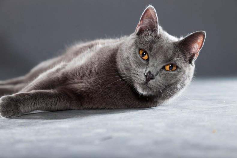 Gray Chartreux cat 