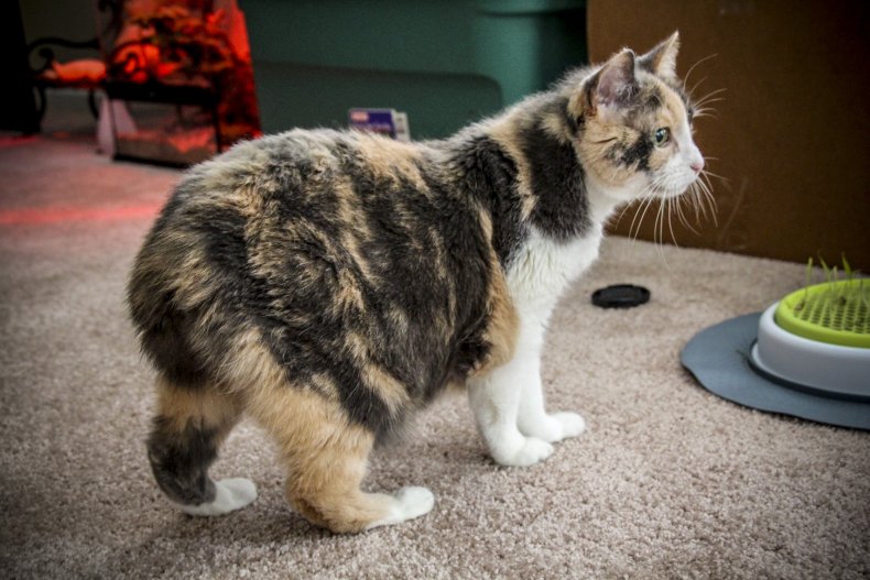 Manx cat