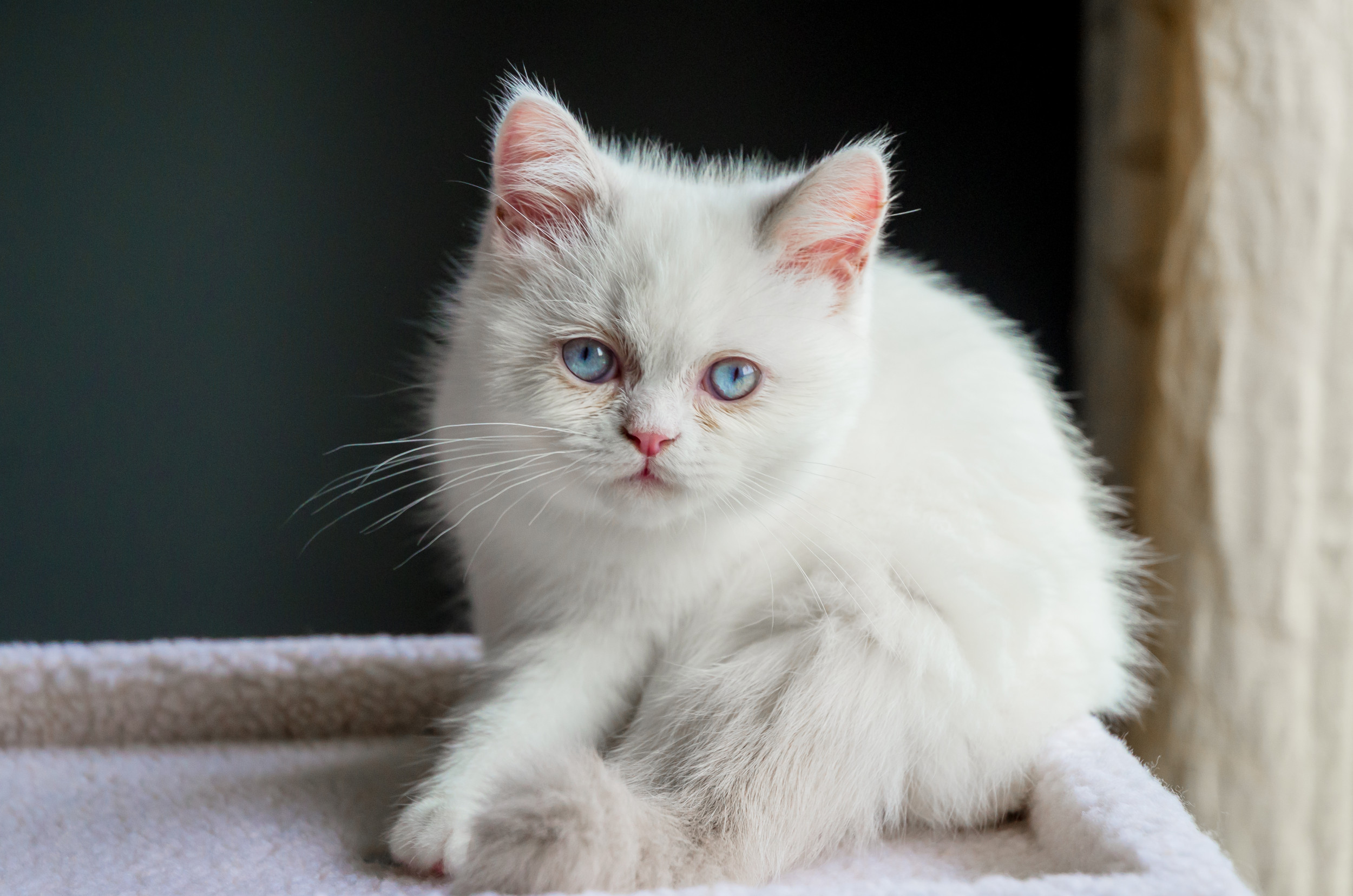 14 fashion rarest cat breeds