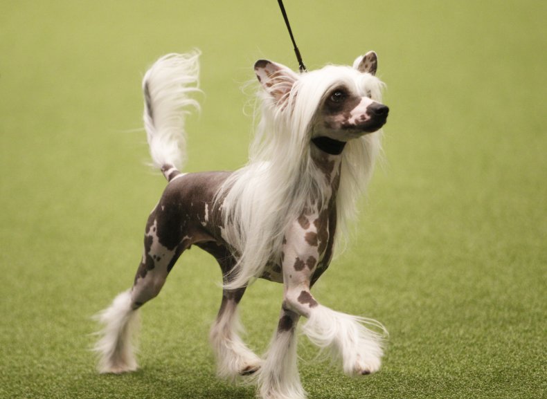 Chinese Crested hairless dog 