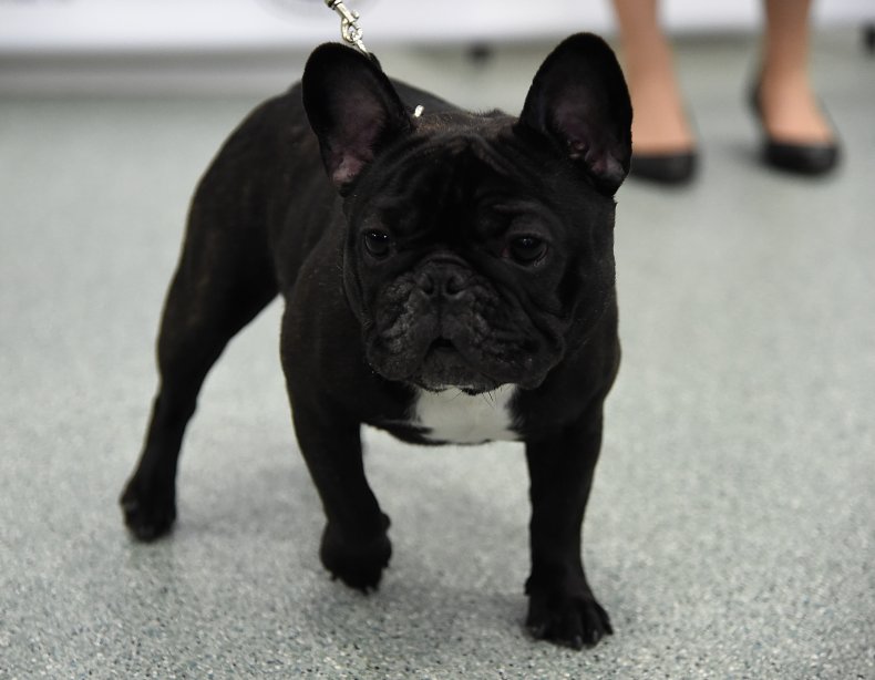 French bulldogs are beloved pets 
