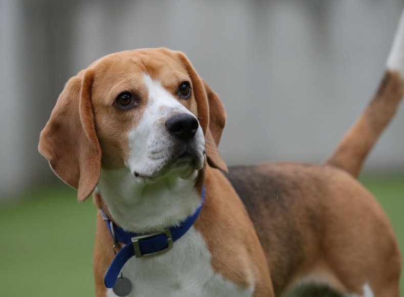 Beagles are a charming pet to own