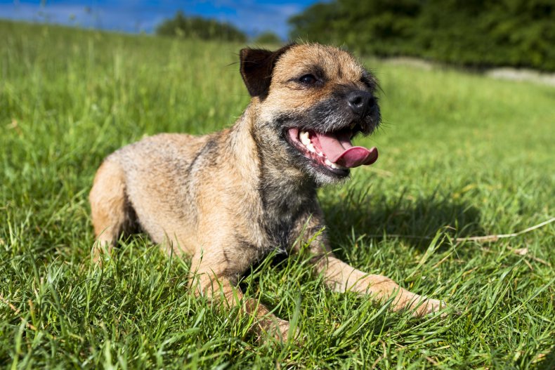 The Border Terrier is a gentle dog