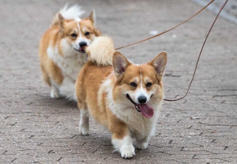 Corgis are a favorite of the Queen