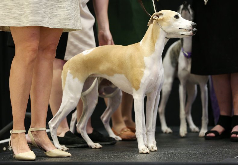 Whippets have a noble shape 